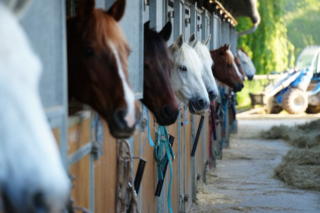 Chevaux dans leurs boxs
