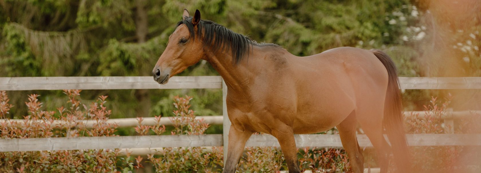 Cheval dans un paddock