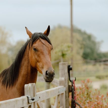 Cheval dans un enclos