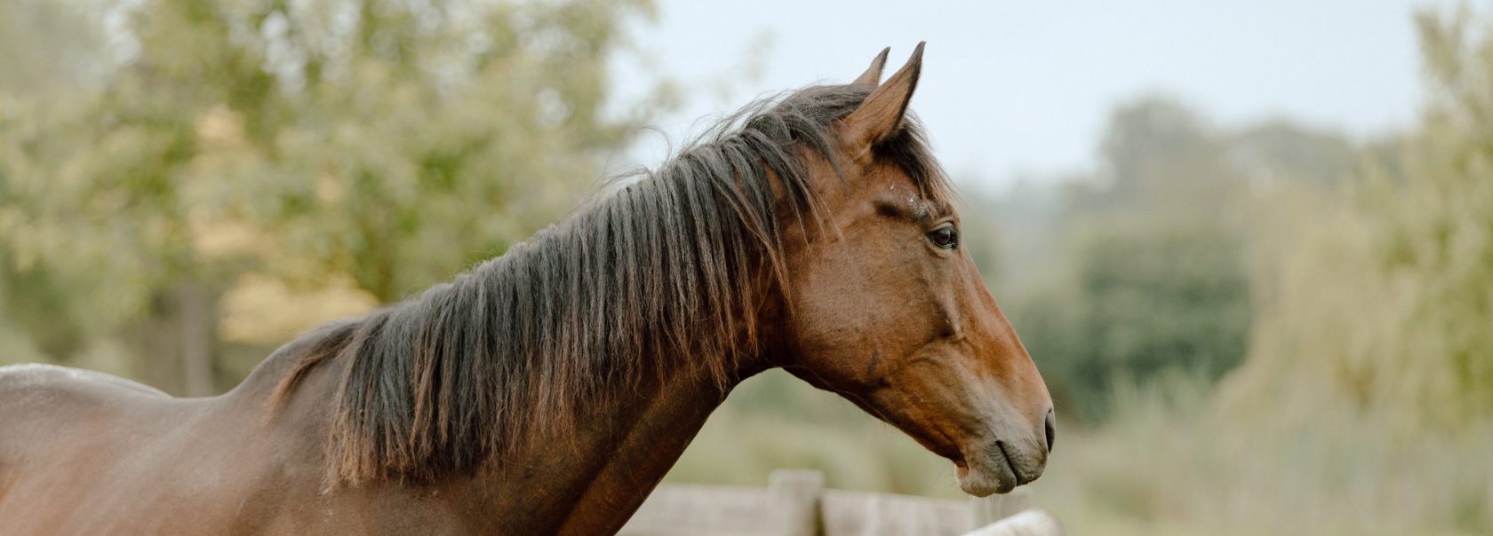 Cheval près d'une clôture